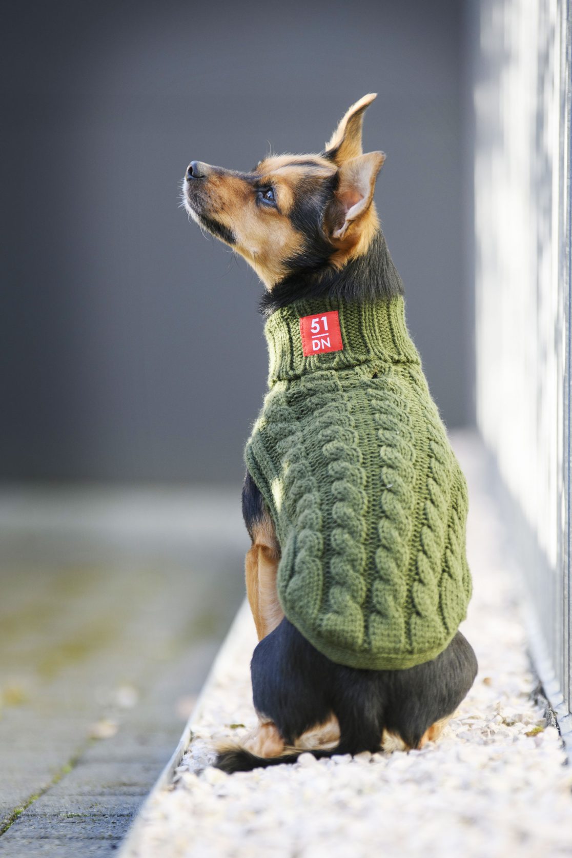 hond met trui